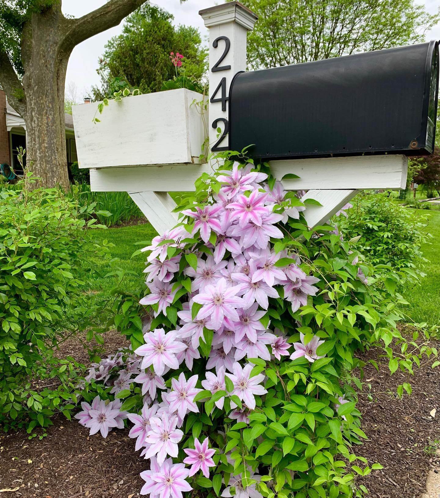 Cascading Clematis Blooms